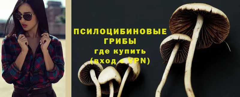 Галлюциногенные грибы Psilocybe  Людиново 